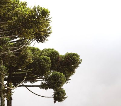araucaria