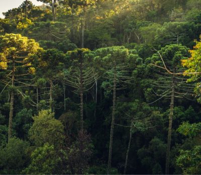 araucaria2